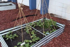 019_Tomatoes-Starting-to-grow-RED