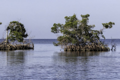 HOH-6May2024-Mouth-of-Alligator-Ck-North-of-Ponce-Sample-Point-RED